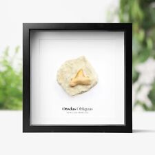 Otodus Obliquus Tooth Box