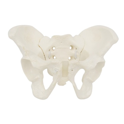 Mini female pelvis model - female,