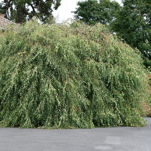 Youngii silver birch tree - youngii,