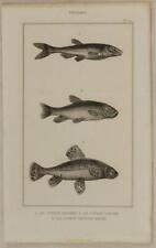 Buffon Original 1850 Fish Ichthyology Carp Cyprinus