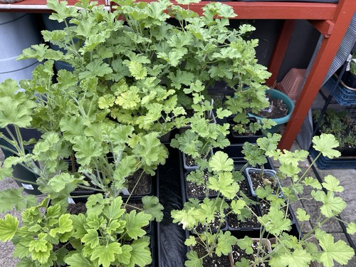 Geraniums two scented attar - geraniums,