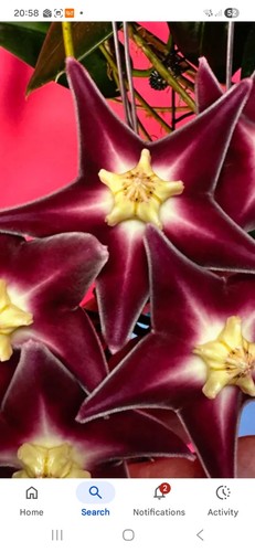 Hoya stenaokei dark rare - hoya, dark,