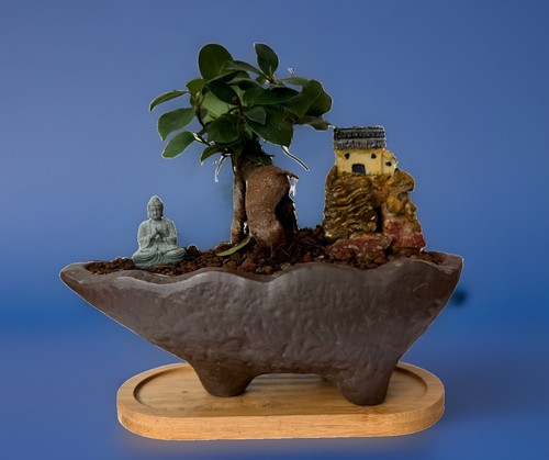 Ginseng ficus bonsai potted - ginseng, in
