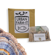 Turkey Tail Mushroom Plug Spawn