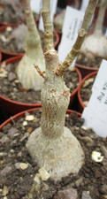 FICUS PETIOLARIS 'ROCK FIG' -