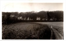 Footpath Through The Trees