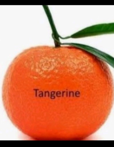 Young tangerine fruit - x,