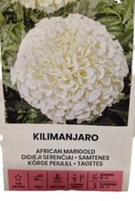 50 x AFRICAN MARIGOLD