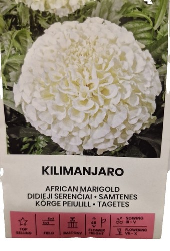 African marigold - 50, x