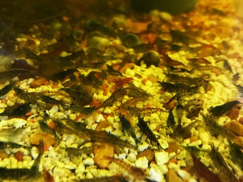 Wildtype neocaridina live - -,