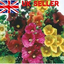 Giant Hollyhocks , Mixed Colours, Perennials, TALL FLOWER, UK SELLER 25 Seeds