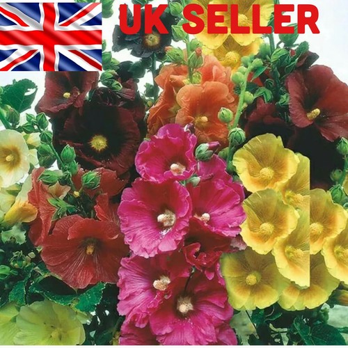 Giant hollyhocks mixed - giant,