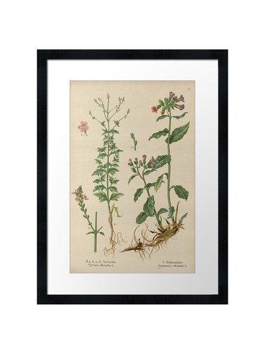 Botanical framed wall art - botanical,