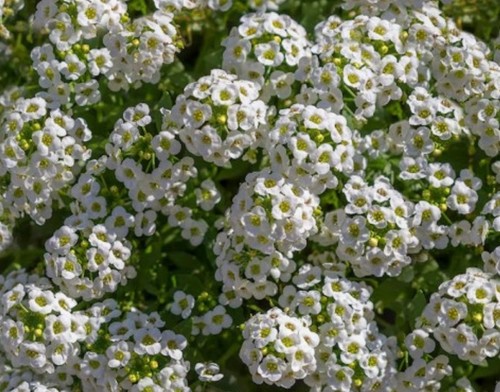 1000 sweet alyssum - alyssum, seeds