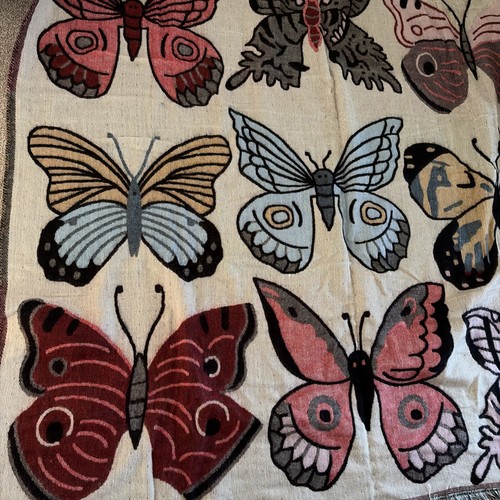 New butterfly and moth - butterfly,