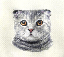 SCOTTISH FOLD Cat, kitten