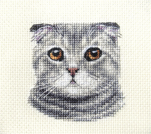 Scottish fold cat - fold, kitten
