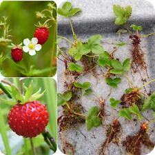 10x Alpine Wild Strawberry