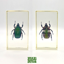 Emerald Beetle - Insect In Resin - Large - Real Taxidermy Paperweight Bugs