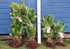 50 Cherry Laurel Hedging  2ft to 2.5ft root dug to order.