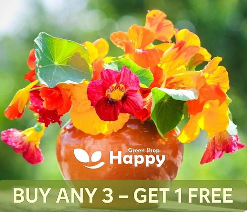 Nasturtium mix out - nasturtium,