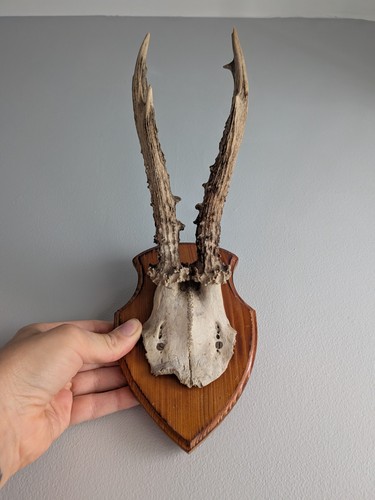 Vintage roe deer - deer, on