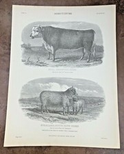 circa 1880s print - bull hereford breed & ewe & lamb south down breed ! 