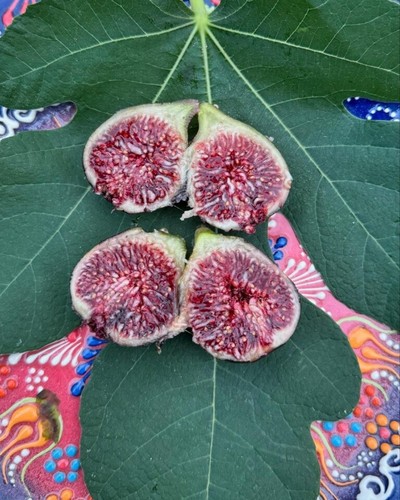 Galicia negra fig - galicia,