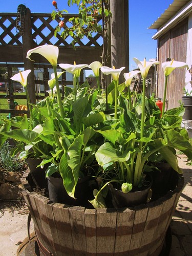 Large litre arum lily well - large,
