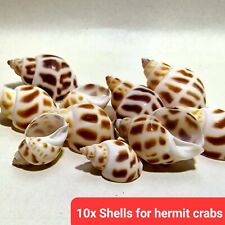 10x Spare empty shells