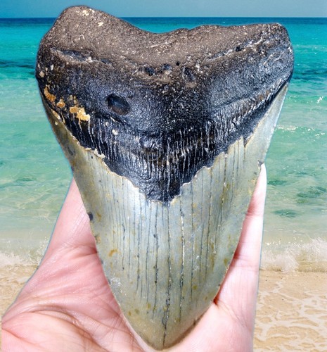 Huge thick megalodon - thick,