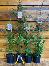 4x Mixed Pyracantha Large
