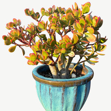 Crassula Ovata 'Sunset' - 12cm