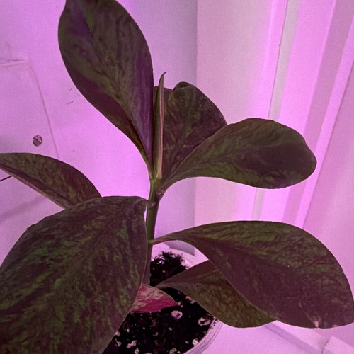 Euphoria grantii red - euphoria, “grantii
