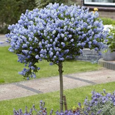 Ceanothus Standard Tree –
