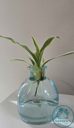 Rooted variegated spider plant - spider,