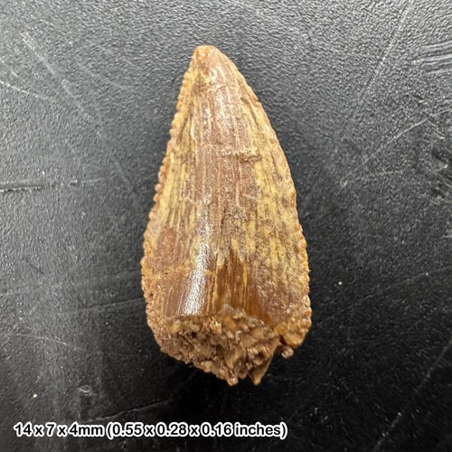 Raptor tooth deltadromeus - tooth,