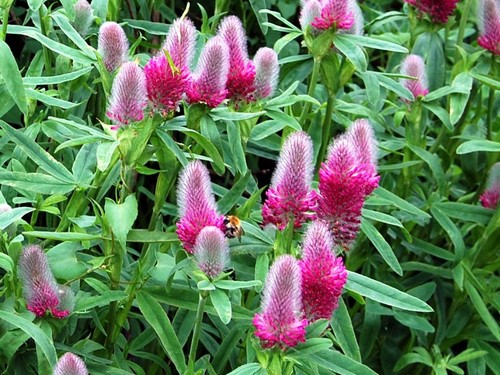 Red feather clover trifolium - red,