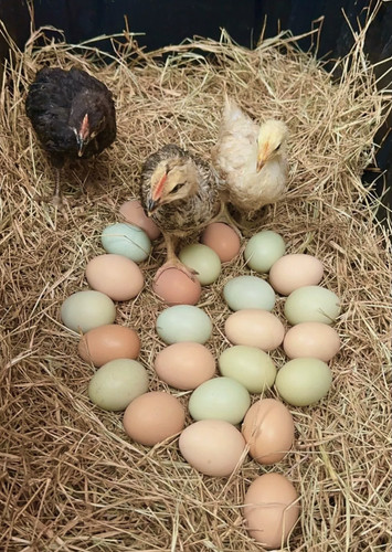 Farmer choice variety - farmer’s,