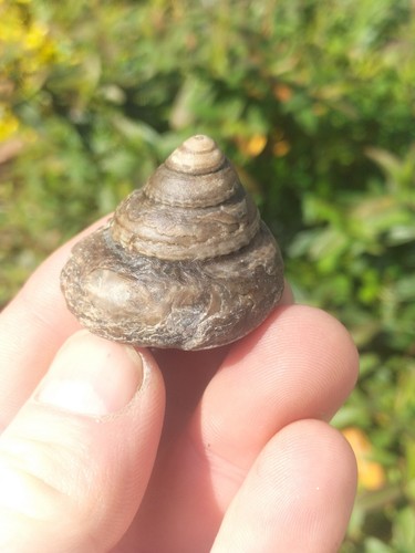 Pleurotomaria ammonite - sp,
