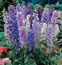 Delphinium Magic Fountains Mix