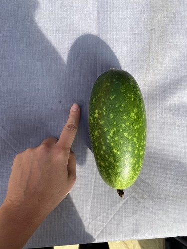 Organic hairy gourd seeds - organic,