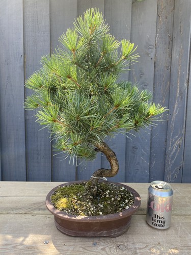 Bonsai tree japanese white - tree,