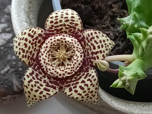 Stapelia variegata toad cactus - variegata,
