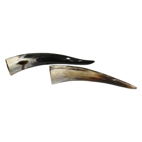 Pair small ankole - pair,