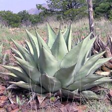Agave Havardiana - 10 or 50
