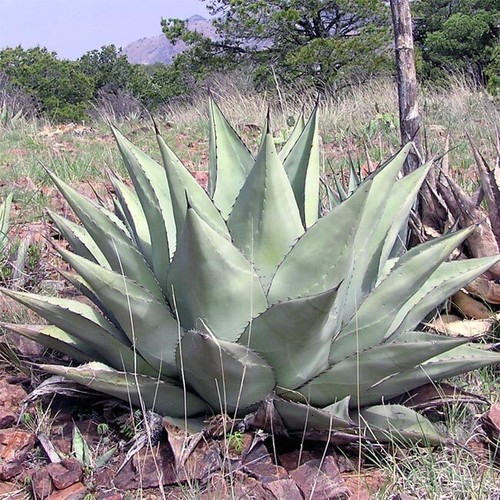 Agave havardiana or 50 - -, 10
