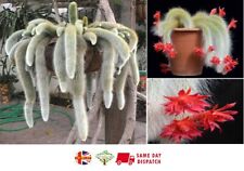 Monkey Tail Cactus (Cleistocactus Colademononis) | 20+ seeds | Same Day Dispatch