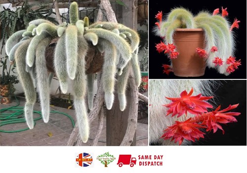 Monkey tail cactus - monkey,