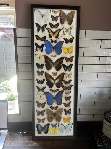 Taxidermy butterfly collection - taxidermy,